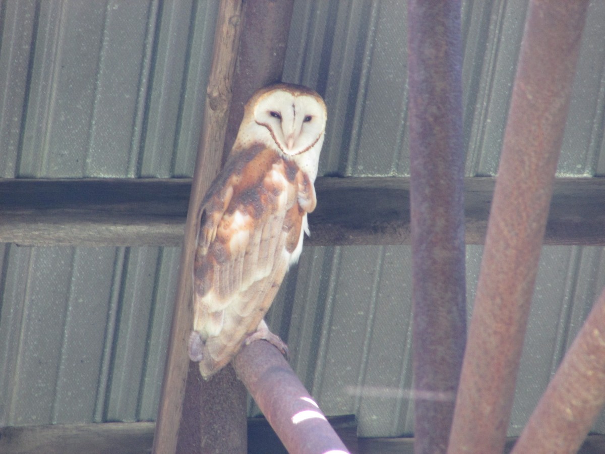 Barn Owl - ML617580553