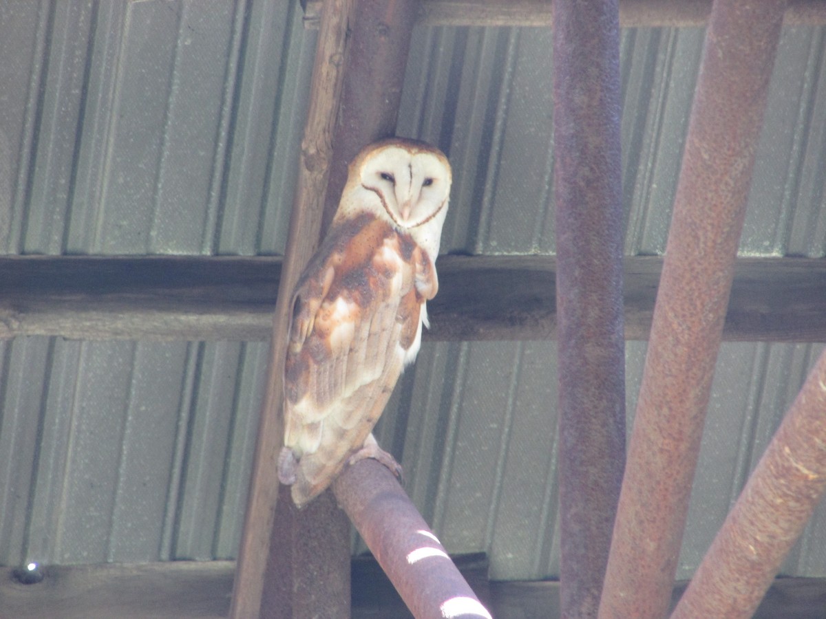 Barn Owl - ML617580554