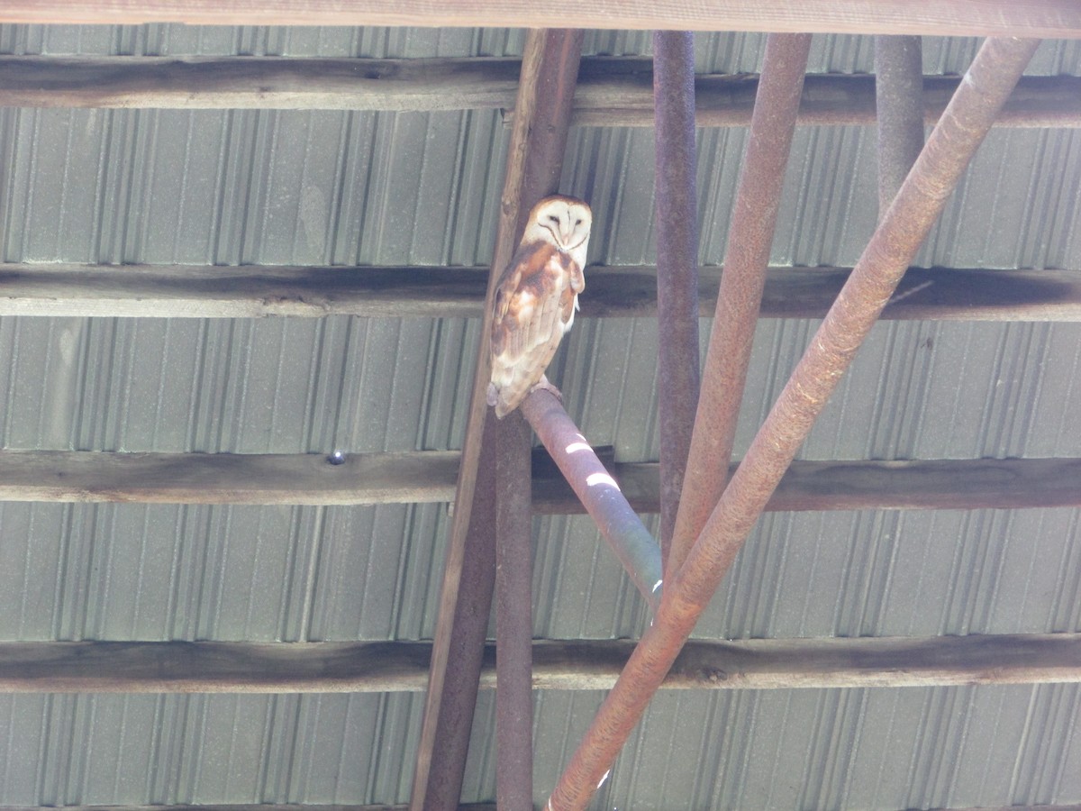 Barn Owl - ML617580555