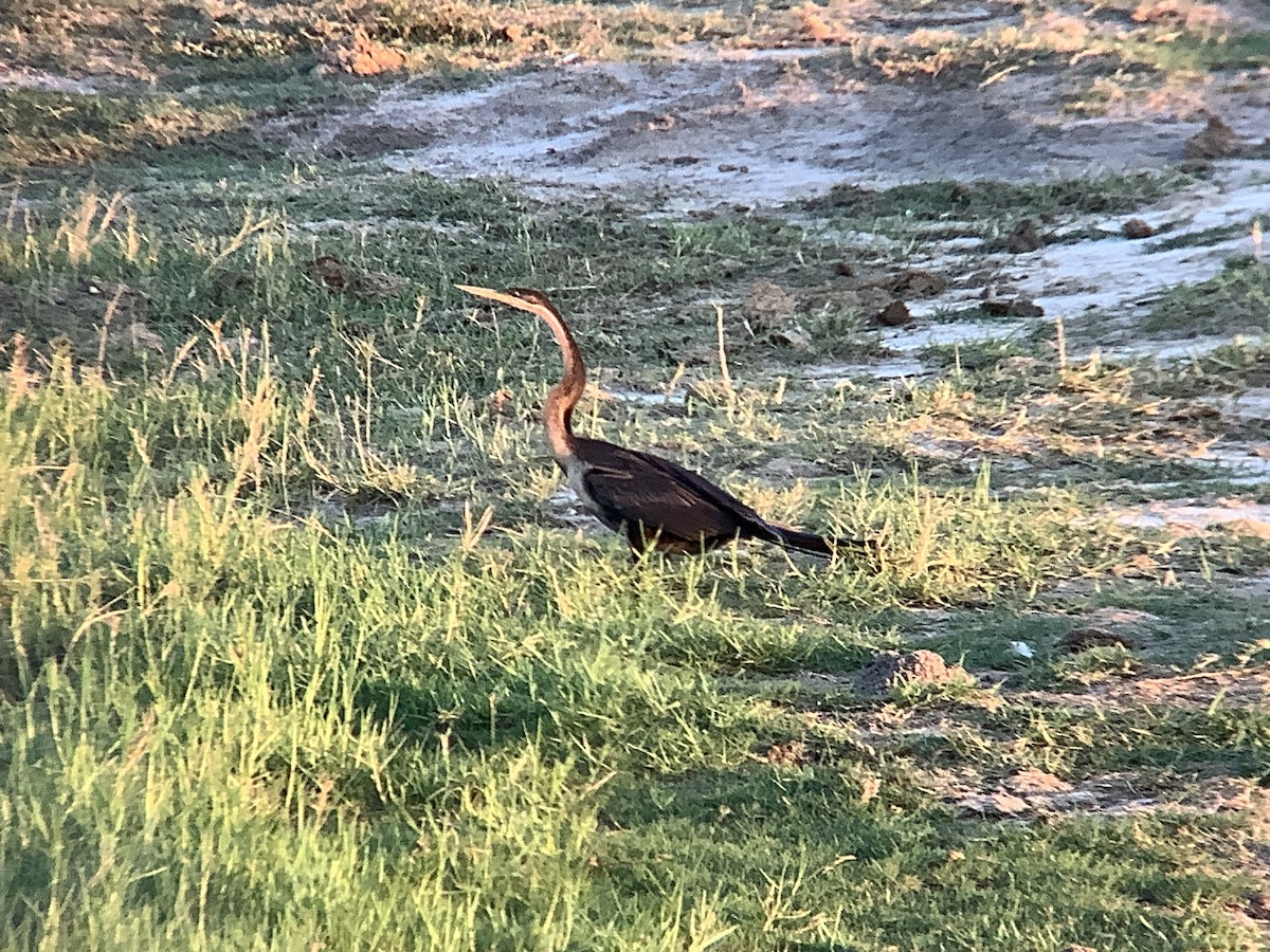 African Darter - ML617580556