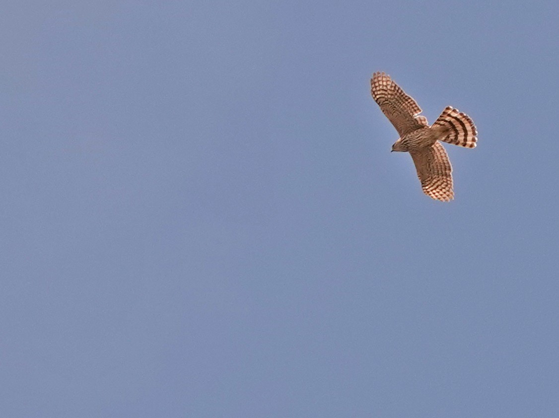 Cooper's Hawk - Diane Drobka