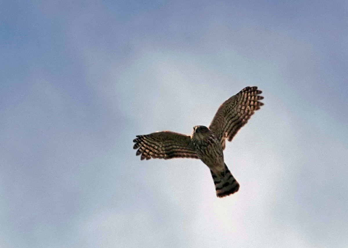 Cooper's Hawk - Diane Drobka