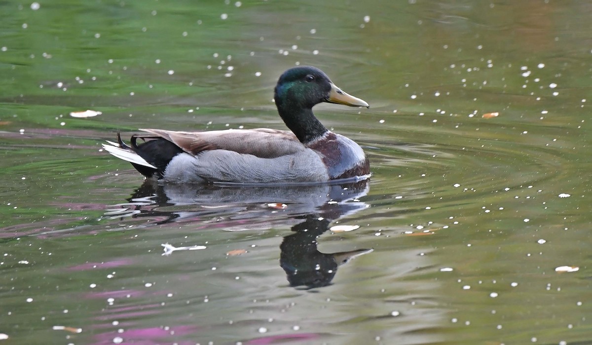 Mallard - ML617580615