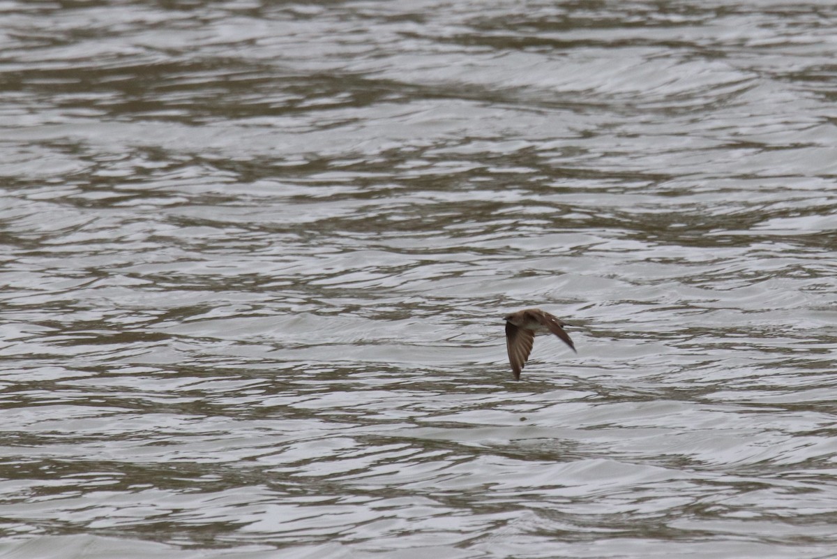 Northern Rough-winged Swallow - ML617580617