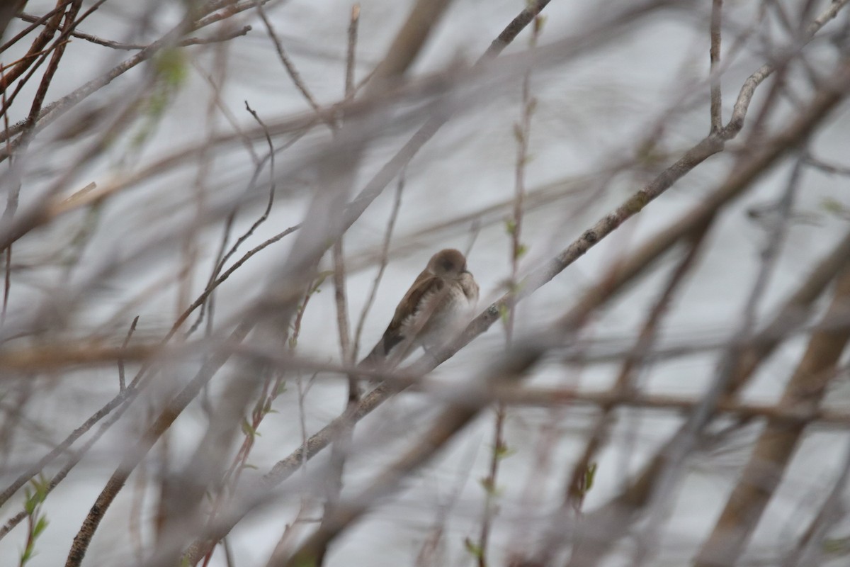 Northern Rough-winged Swallow - ML617580618