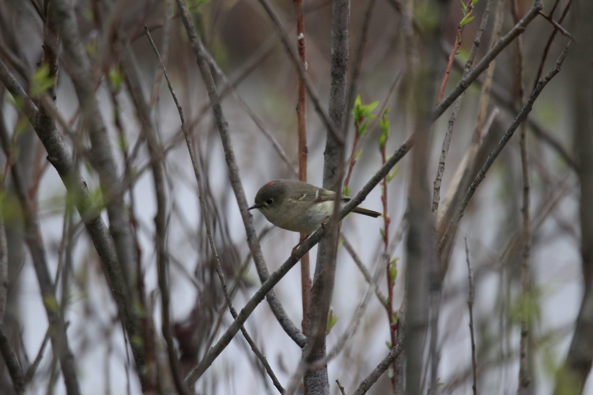 Ruby-crowned Kinglet - ML617580627