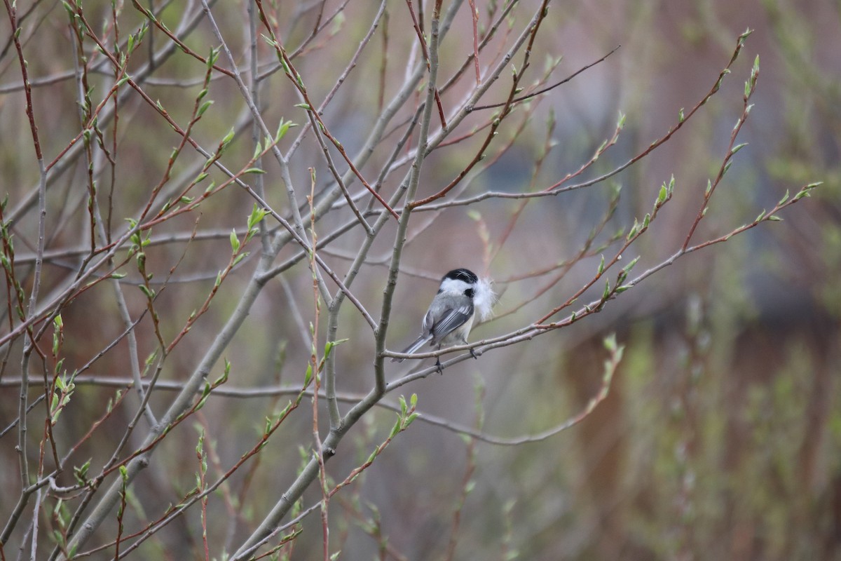 Mésange à tête noire - ML617580630