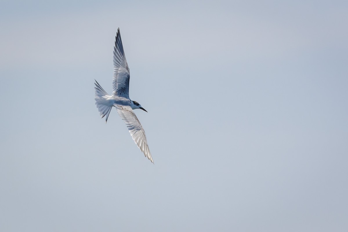 South American Tern - Pio Marshall