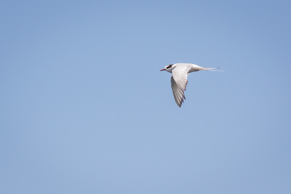 South American Tern - ML617580649