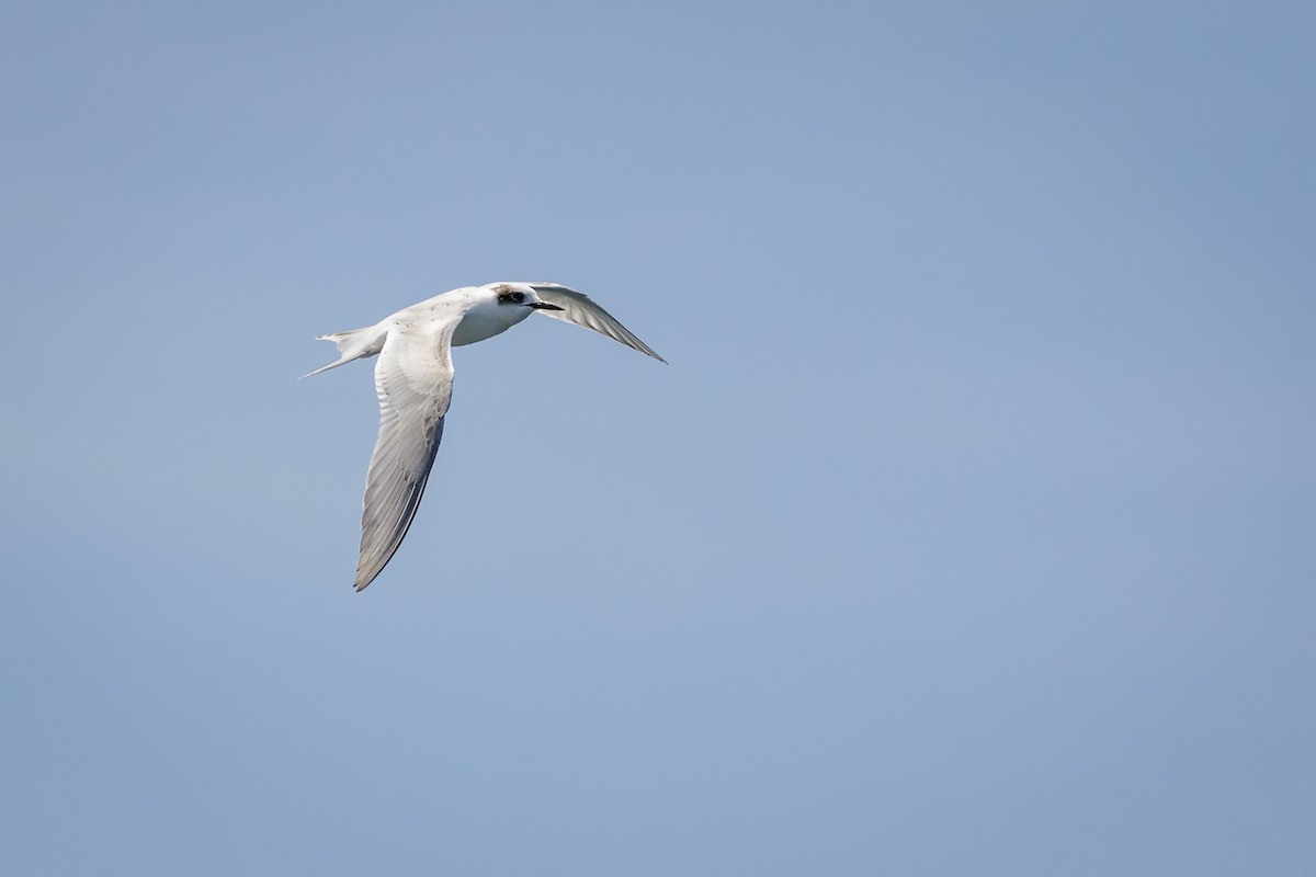 South American Tern - Pio Marshall