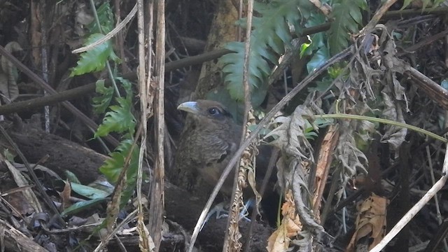 Rufous-vented Ground-Cuckoo - ML617580693