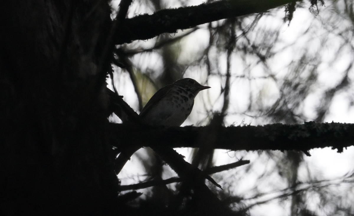 Hermit Thrush - ML617580696