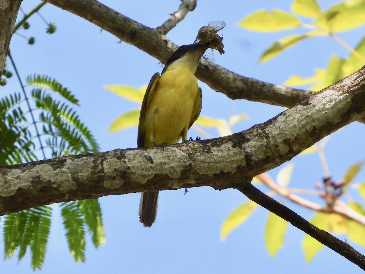 Boat-billed Flycatcher - ML617580697