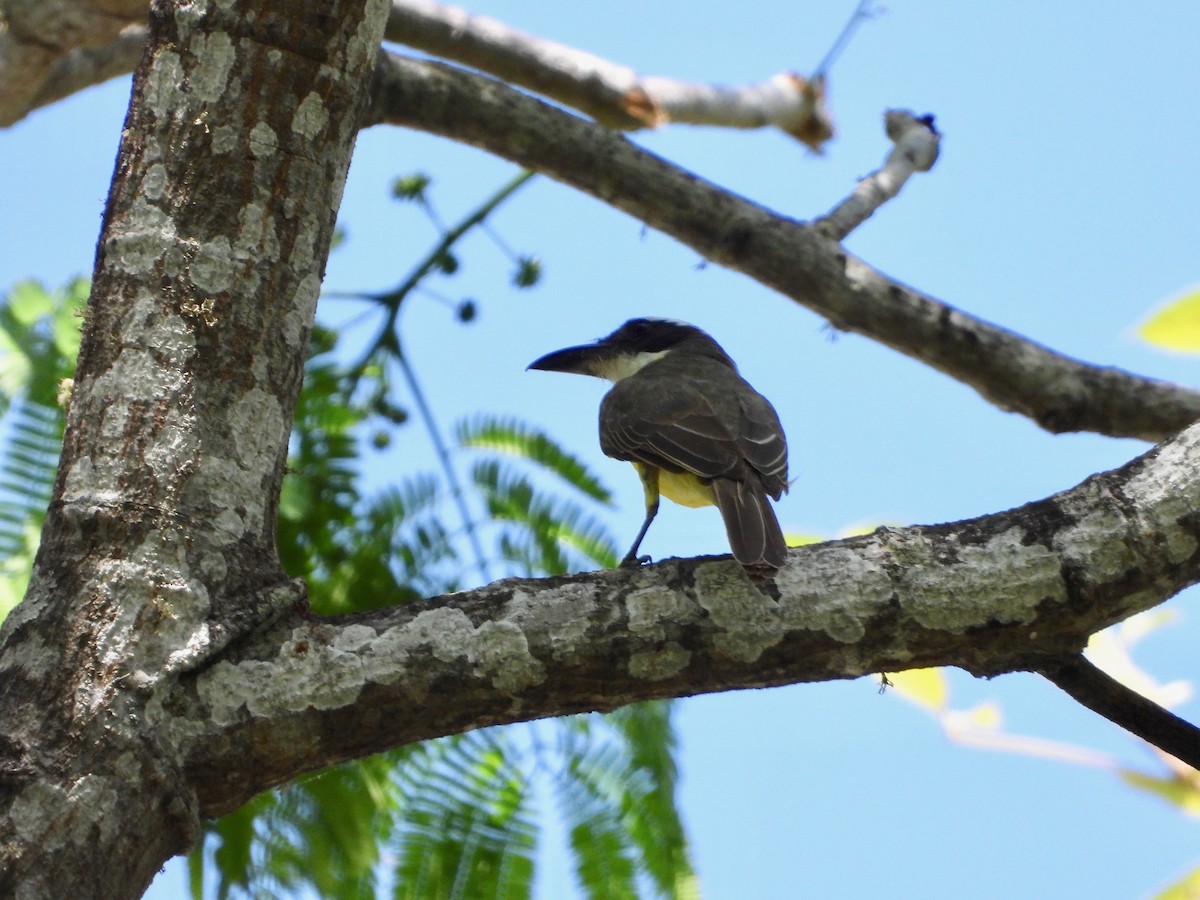 Boat-billed Flycatcher - ML617580698