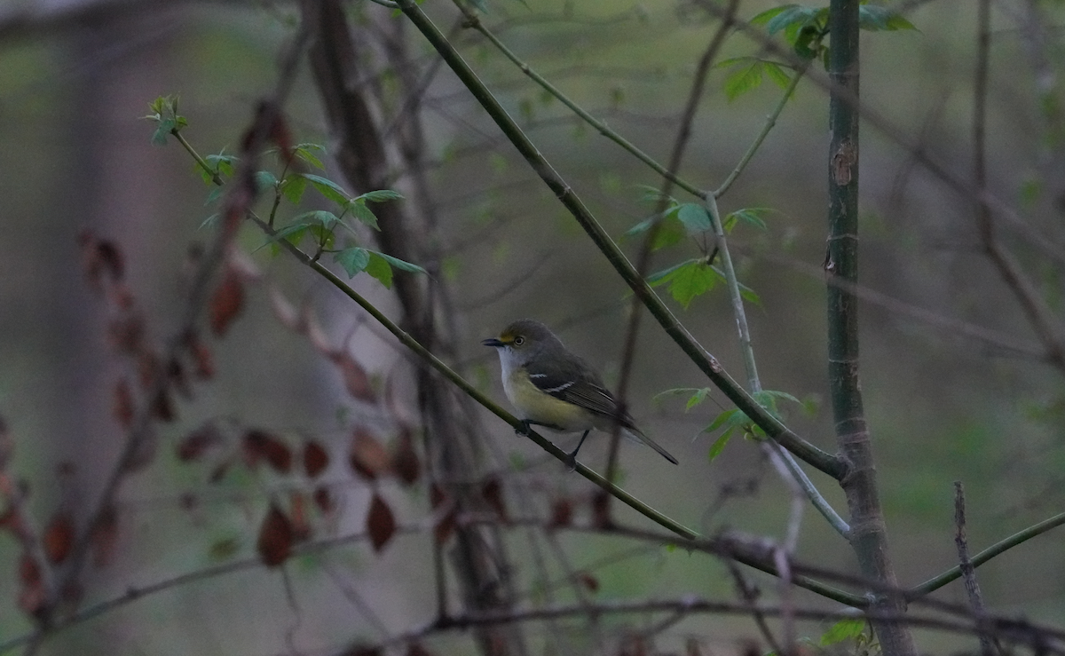 White-eyed Vireo - Aaron T