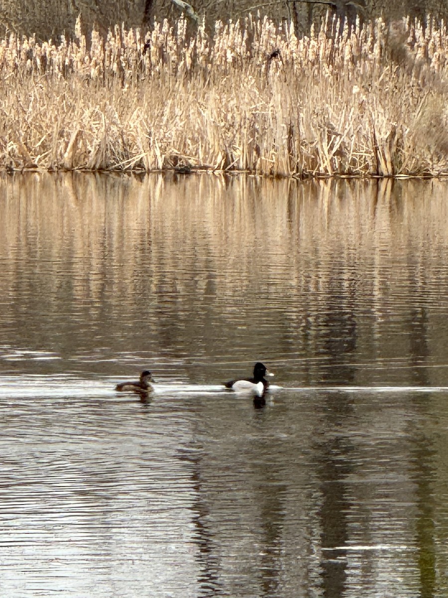 Ring-necked Duck - ML617580733