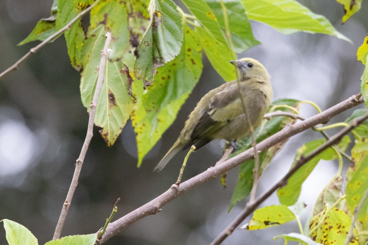 Palm Tanager - ML617580738