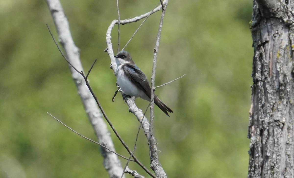 Tree Swallow - ML617580740