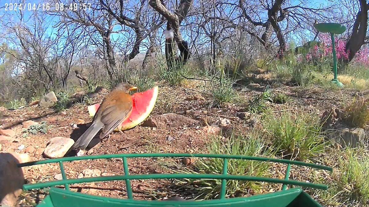 Rufous-backed Robin - ML617580783