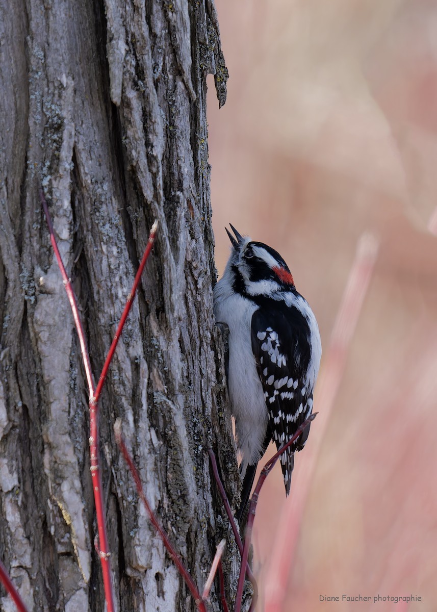 Downy Woodpecker - ML617580801