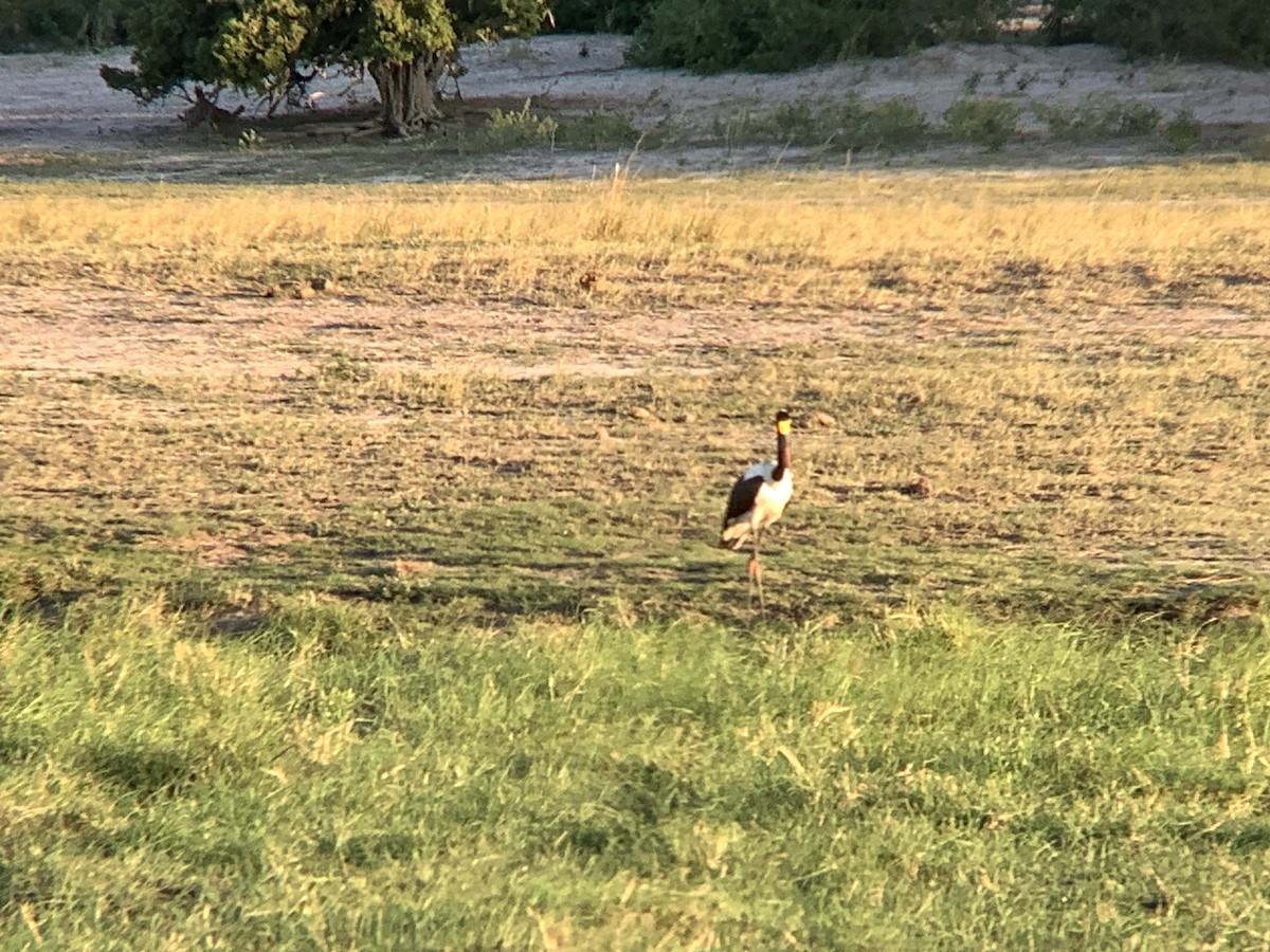 Saddle-billed Stork - ML617580806