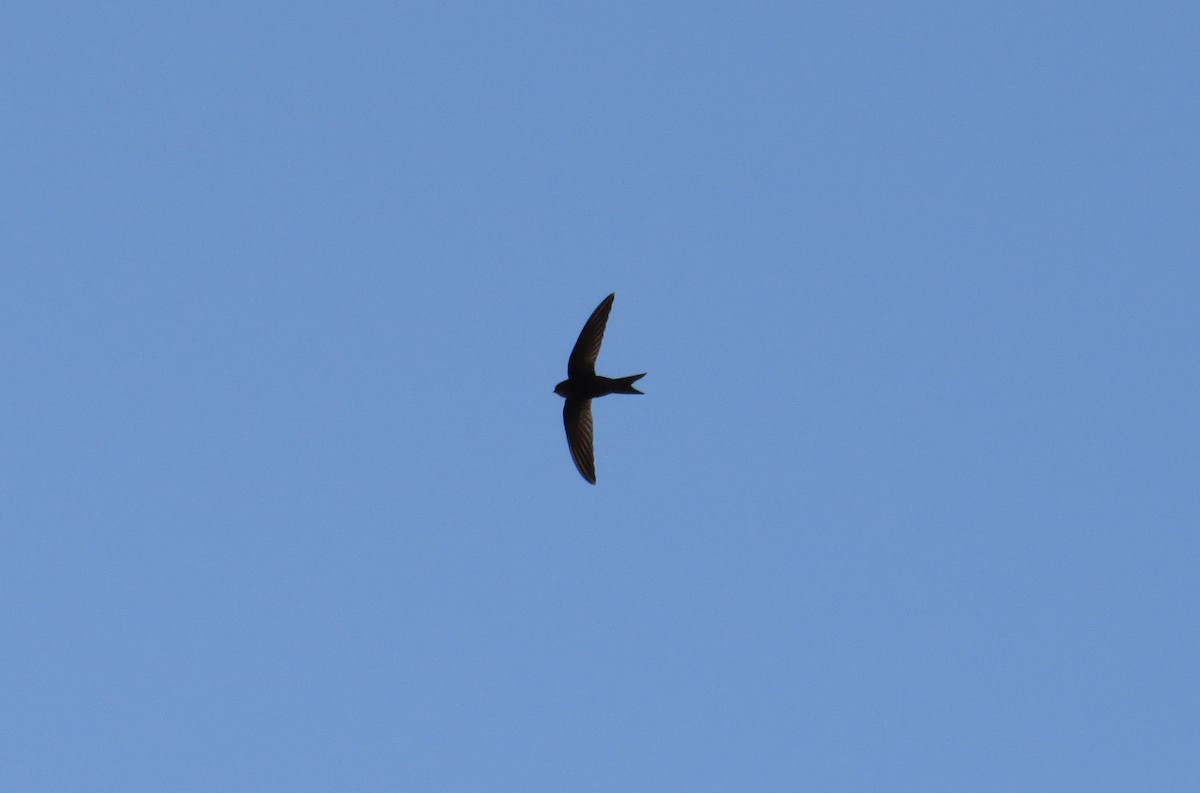 Plain Swift - ML617580863