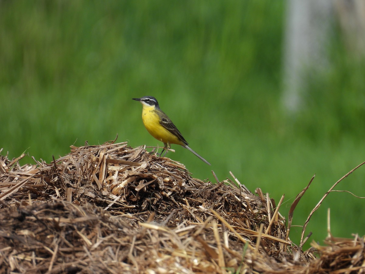 Western Yellow Wagtail - Richard Štochl