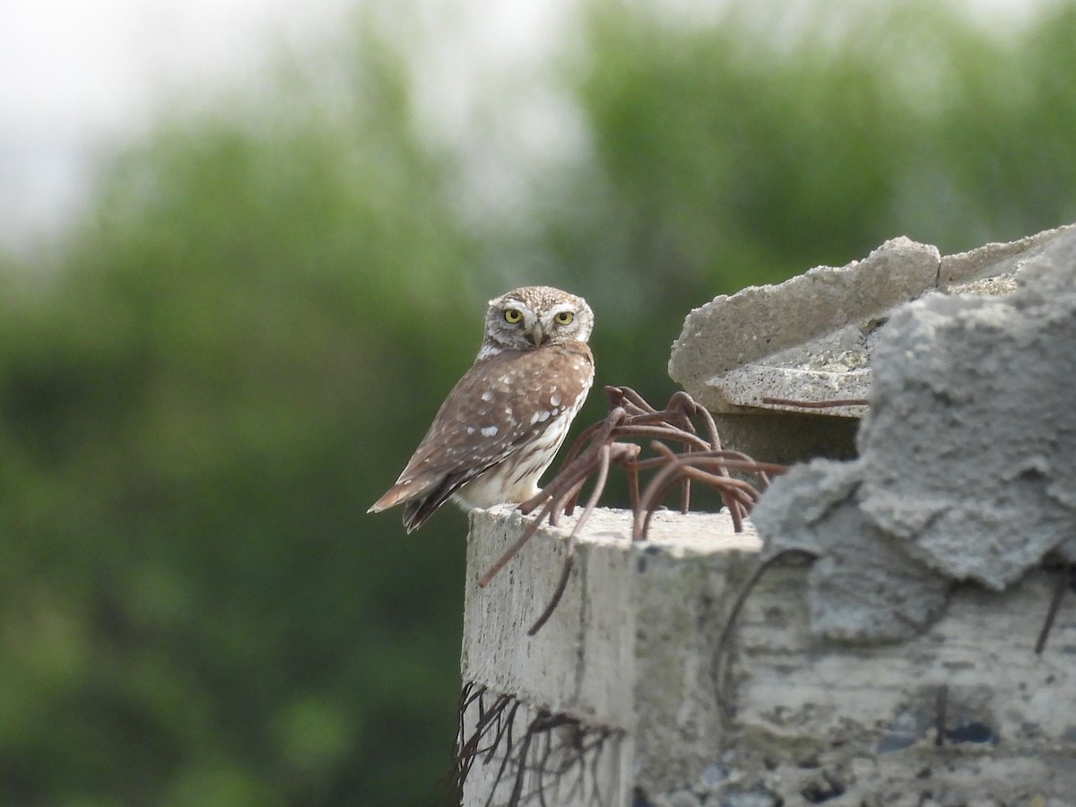 Little Owl - Richard Štochl