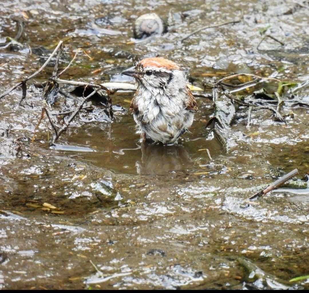 Chipping Sparrow - ML617580942