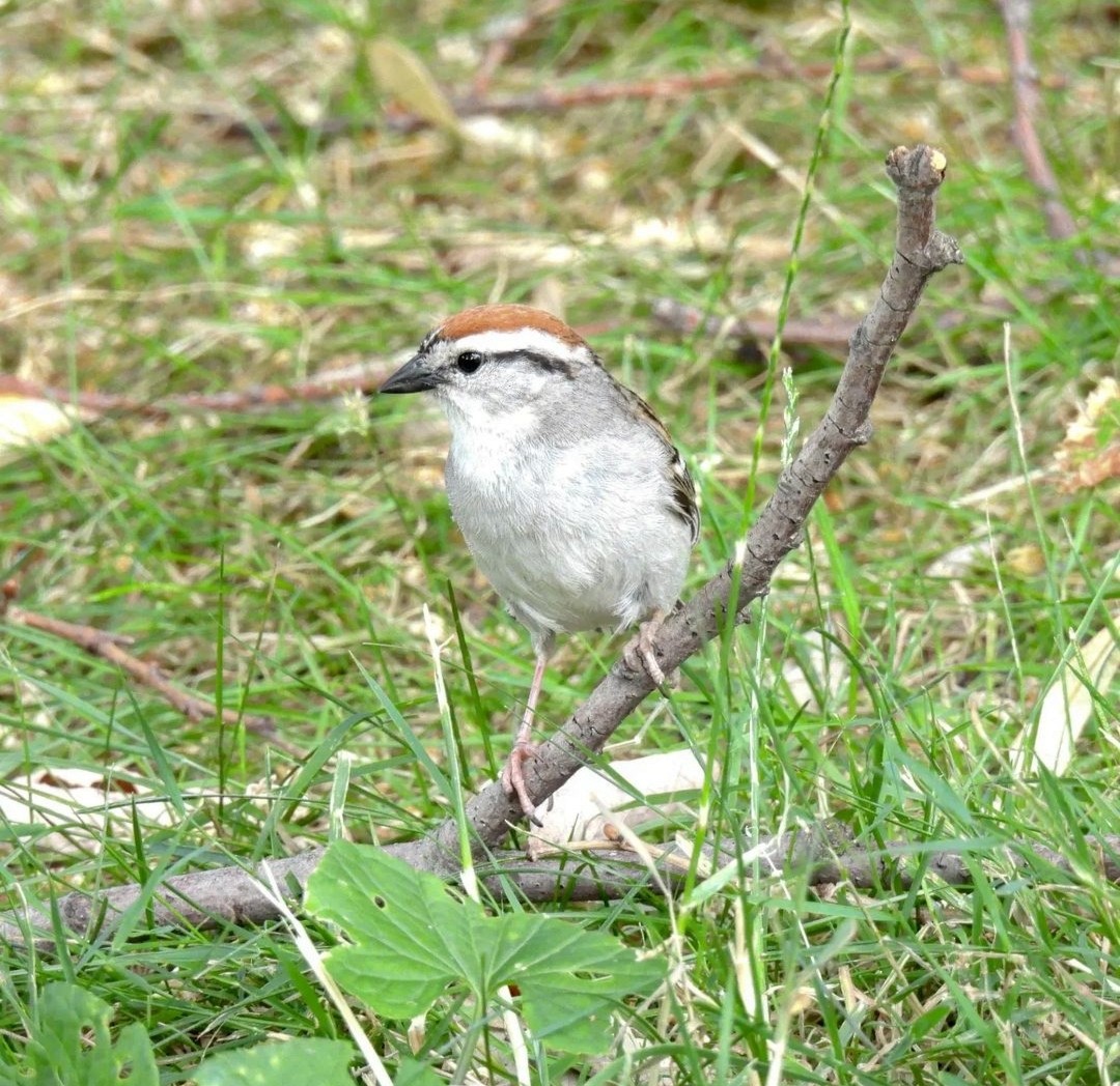 Chipping Sparrow - ML617580943