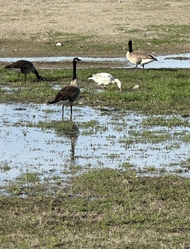 Snow Goose - ML617580946