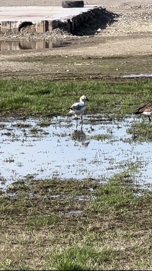 Snow Goose - ML617580948