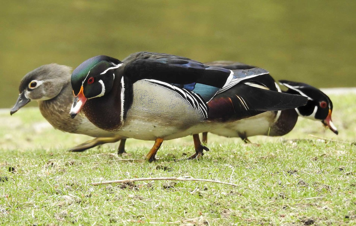 Wood Duck - ML617581001