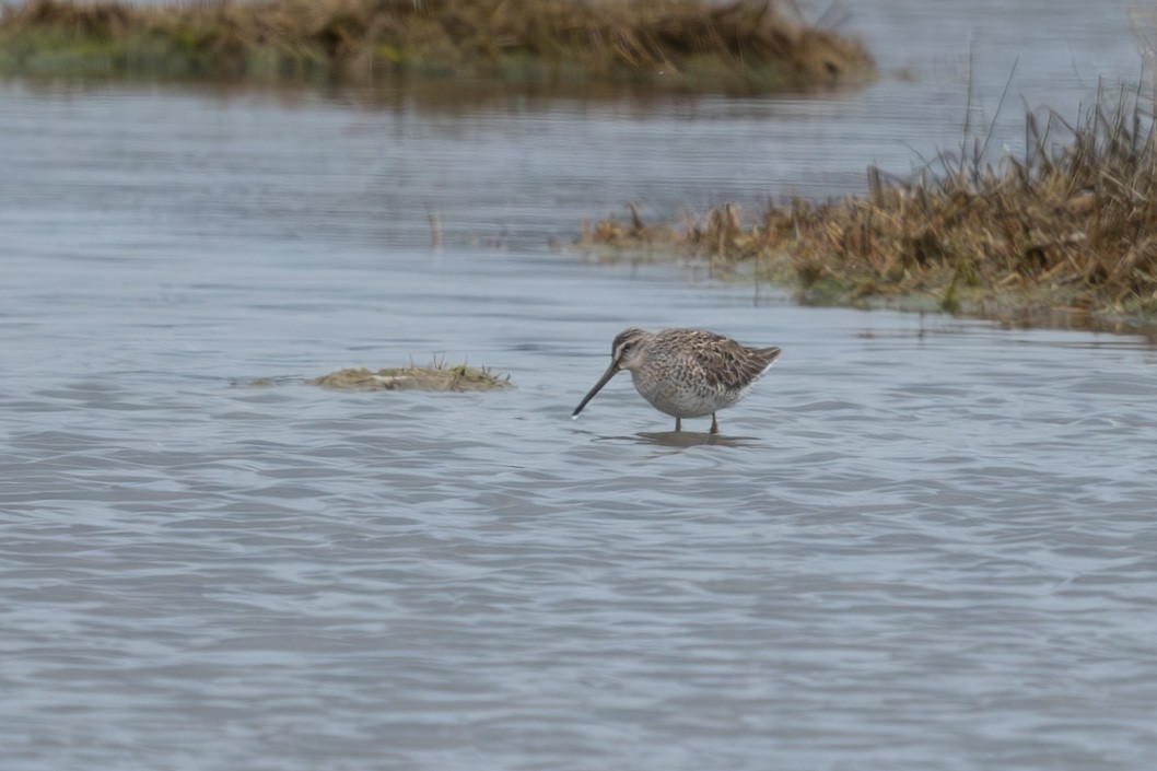 Short-billed Dowitcher - ML617581002