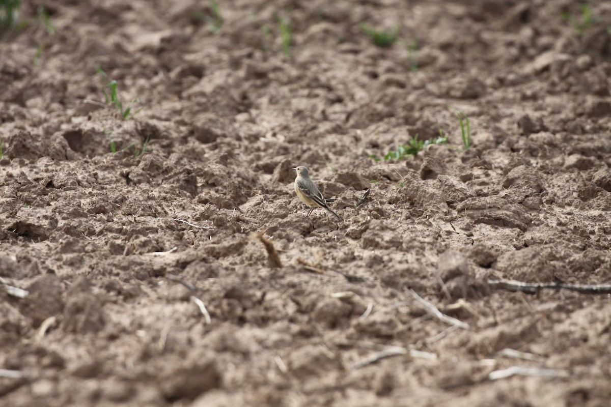 American Pipit - ML617581026