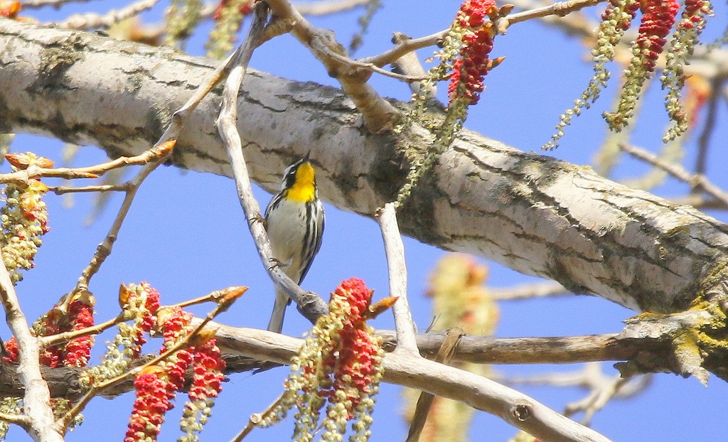 Yellow-throated Warbler - ML617581070