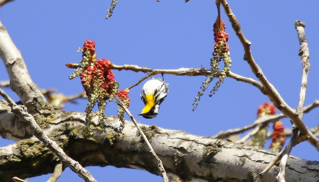 Yellow-throated Warbler - ML617581081