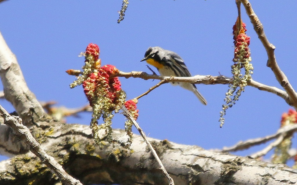 Yellow-throated Warbler - ML617581091