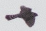 dvergfalk (columbarius) - ML617581113