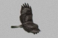 Rough-legged Hawk - ML617581145