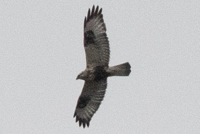 Rough-legged Hawk - ML617581146