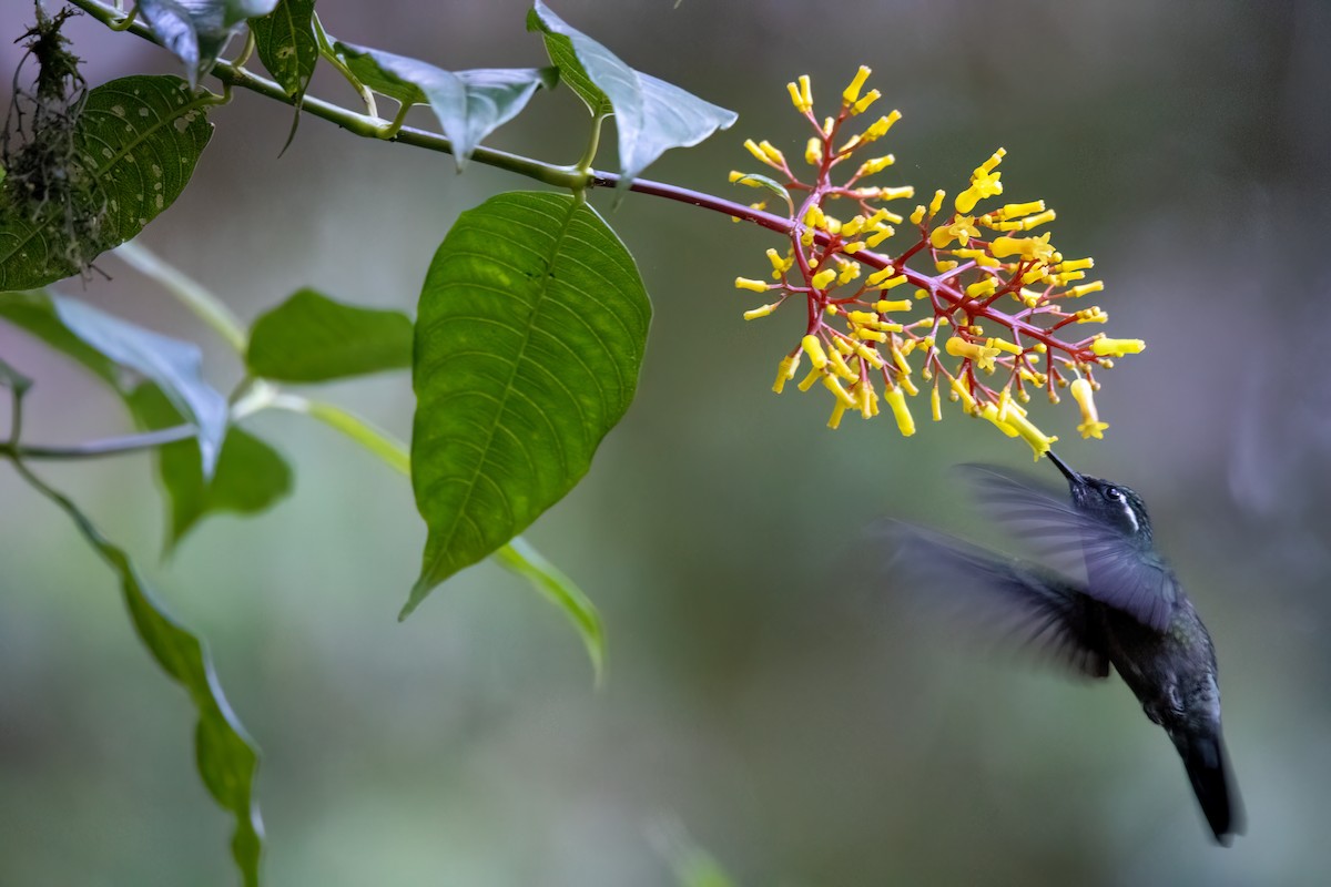 kolibřík fialovohrdlý - ML617581178