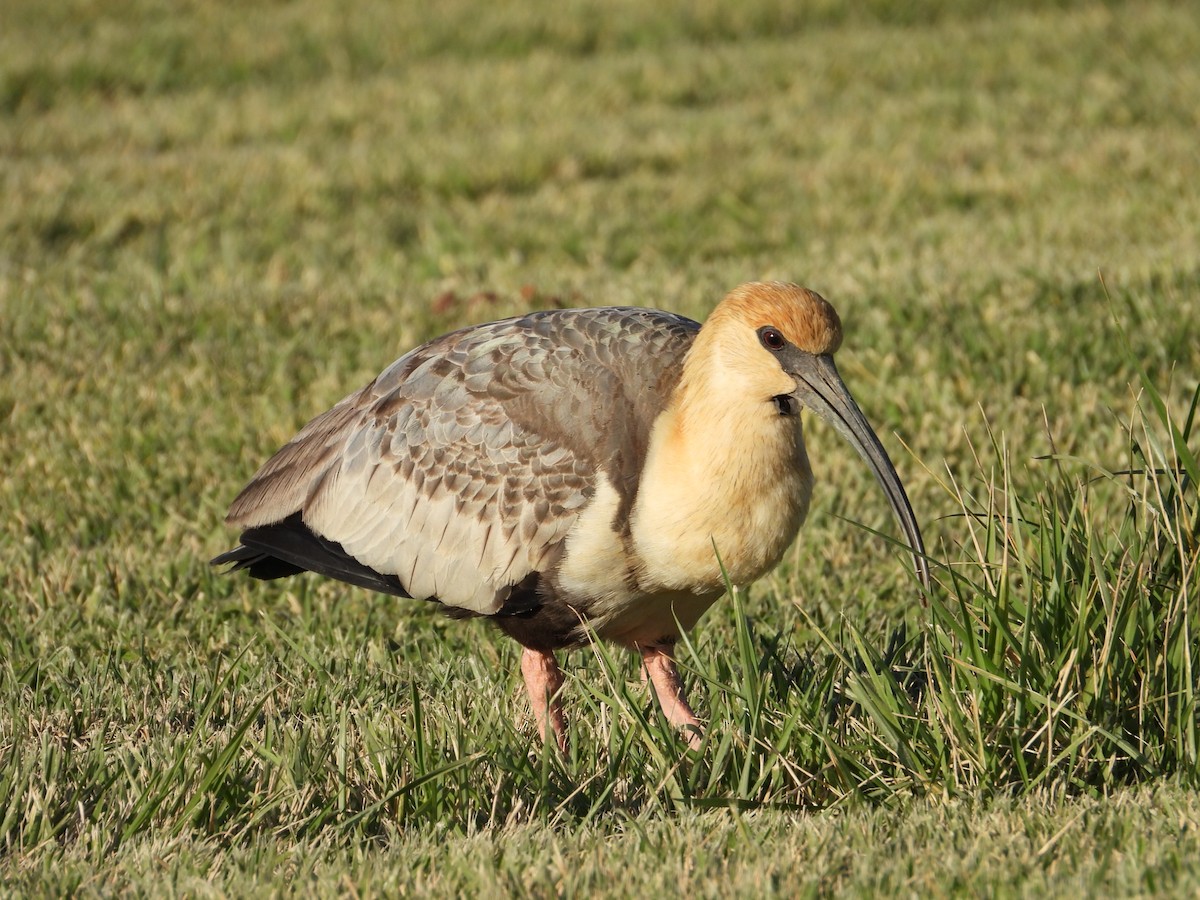 Black-faced Ibis - Más Aves