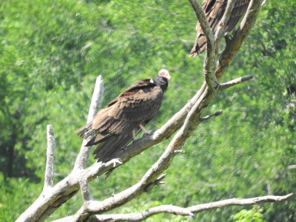 Turkey Vulture - Sandy and Randy Reed