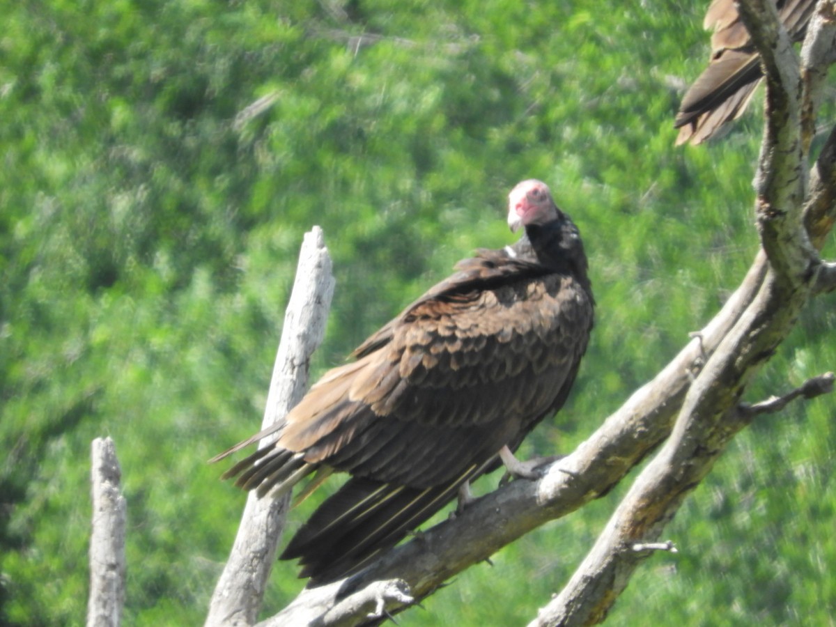 Turkey Vulture - Sandy and Randy Reed
