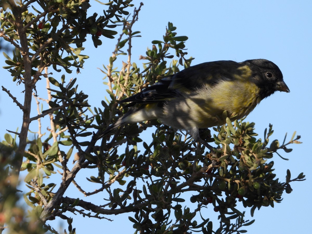 Black-chinned Siskin - ML617581264