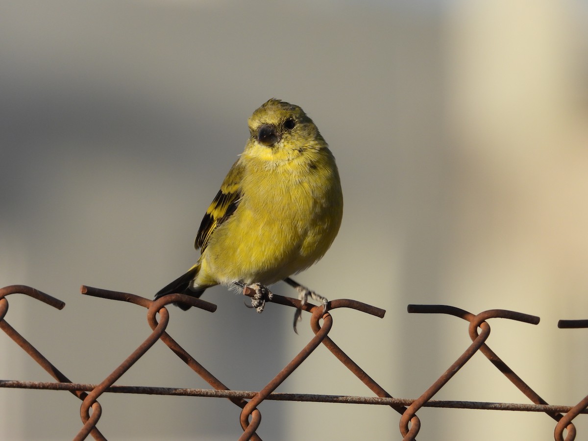 Black-chinned Siskin - ML617581265