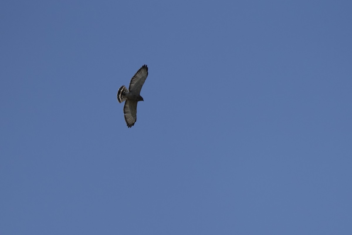 Broad-winged Hawk - Matt Myers