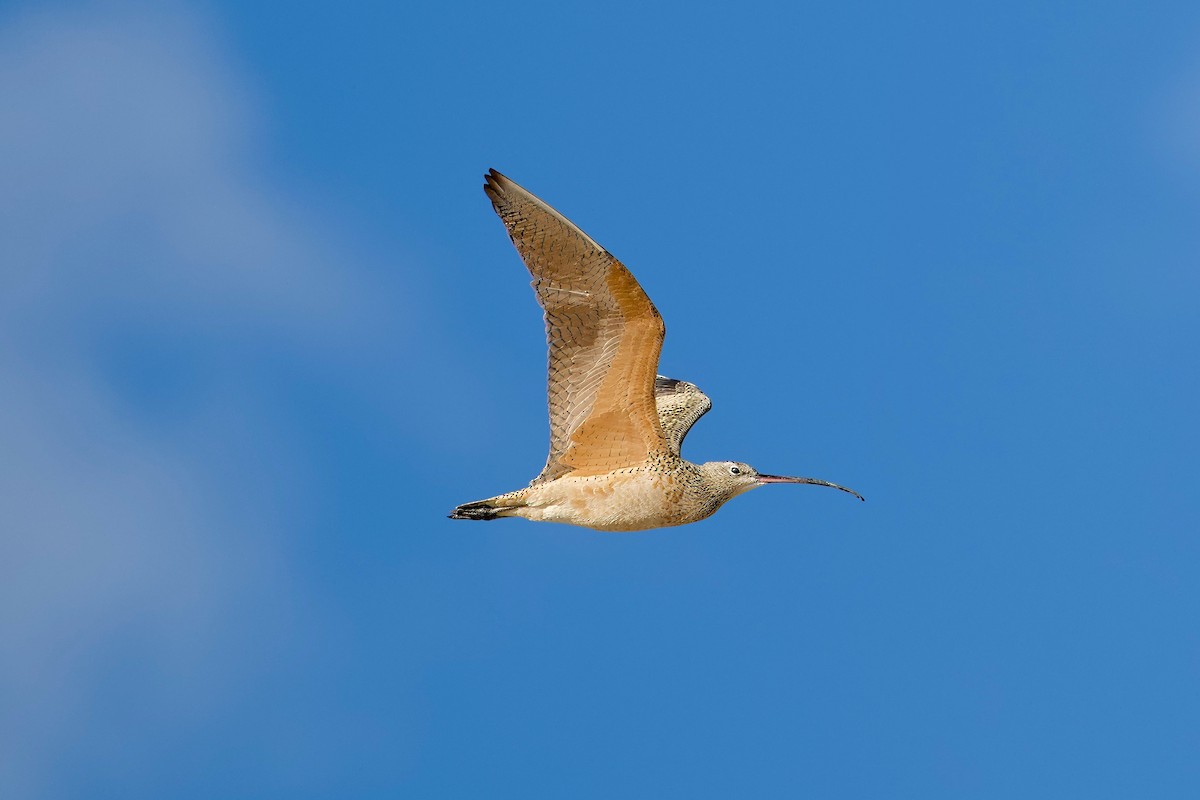 Long-billed Curlew - ML617581270