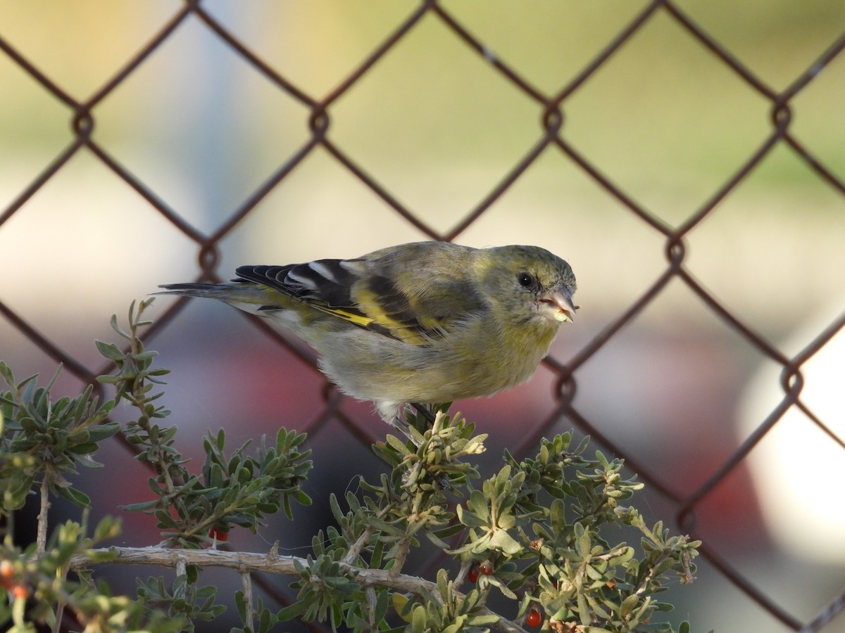 Black-chinned Siskin - ML617581303